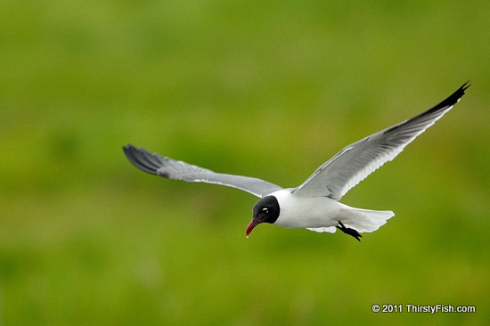 Laughing Gull - Everything Seemingly Has a Purpose...