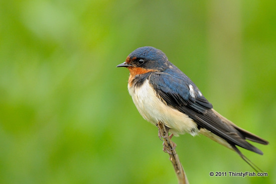 One Swallow Does Not A Summer Make