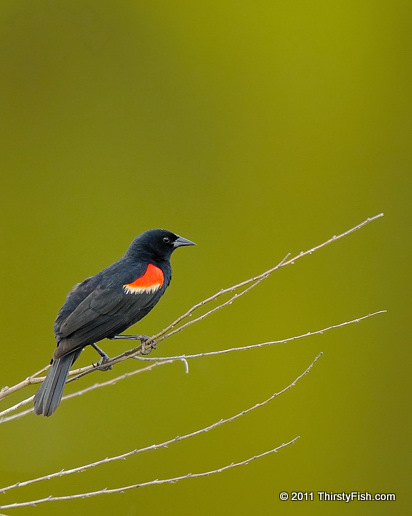 Red-winged Blackbird - Polygyny