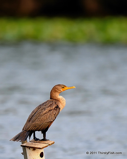 Juvenile Double-crested Cormorant