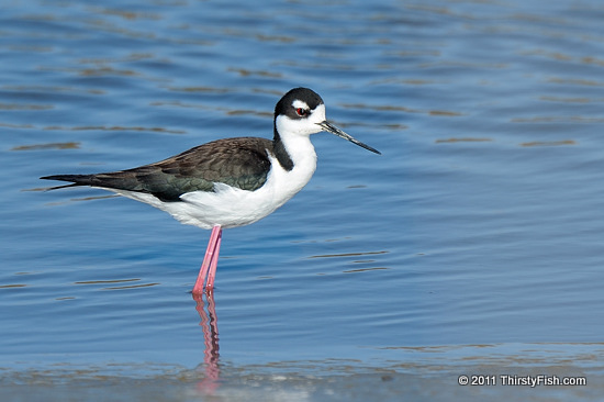 Black-necked Stilt