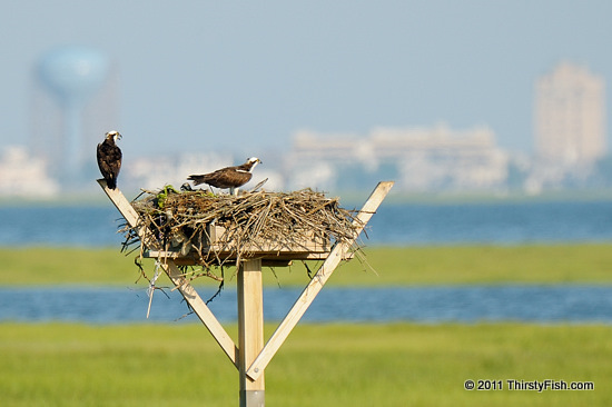 Osprey Family