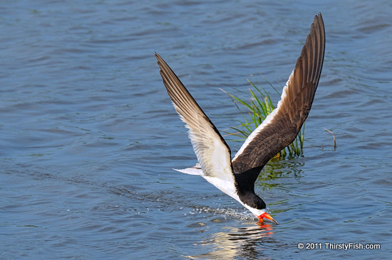Skimming...