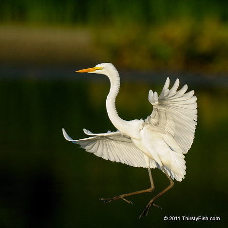 Egret Landing!