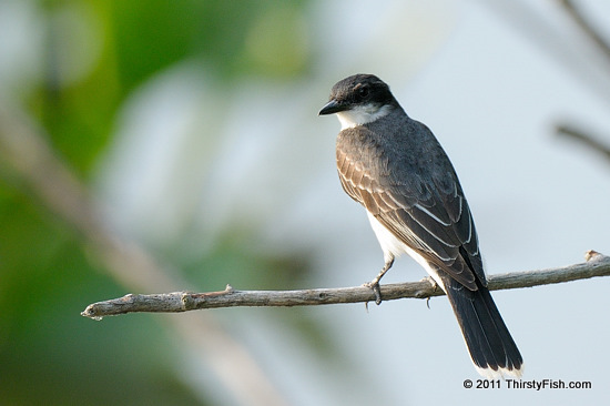 Eastern Kingbird 