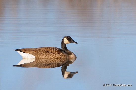 Canada Goose