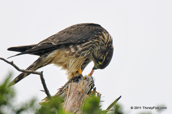 Merlin Feeding