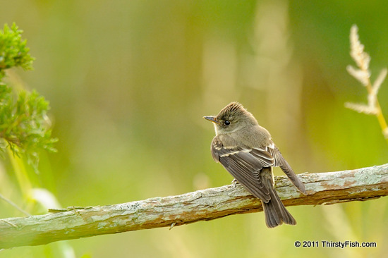 Eastern Wood-Pewee