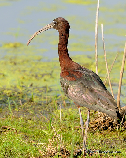 Glossy Ibis