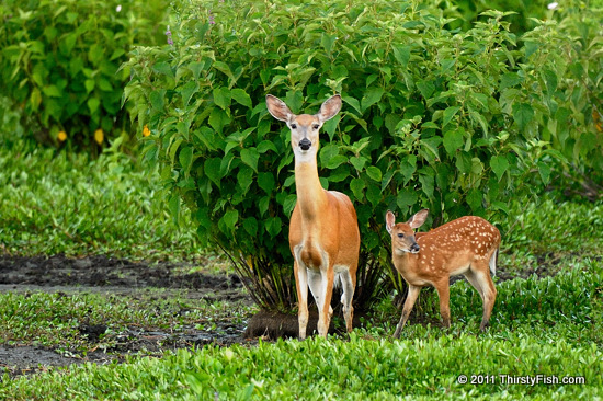 Bambi and Mom - Survival of the Fit Enough