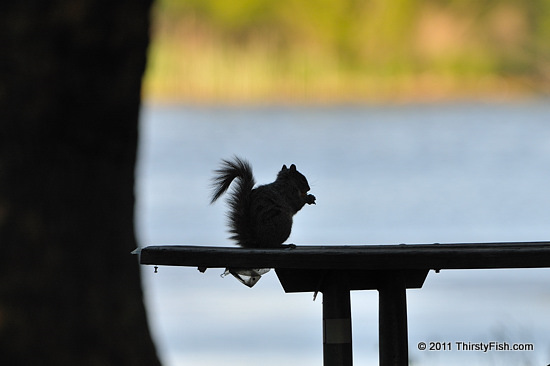 Squirrel Silhouette