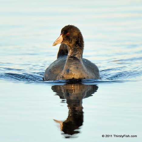 American Coot
