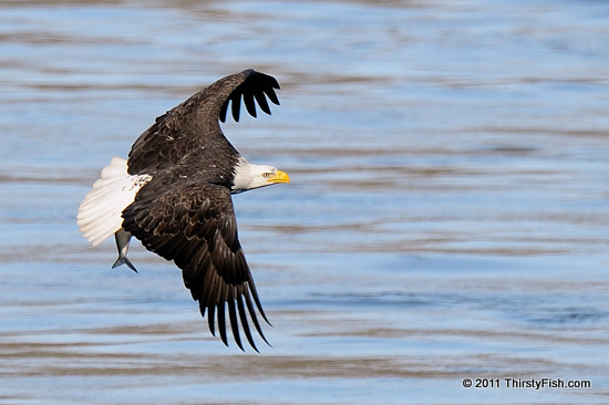 Bald Eagle with Fish