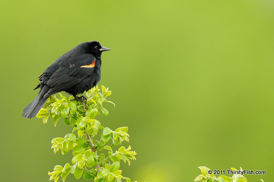 Flora and Fauna - What's in a Name?