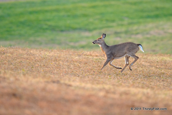 White-tailed Deer