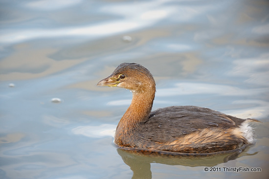 Miraculous Bird - Gaps In The Fossil Record