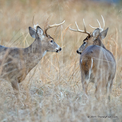 Two Bucks - Tacit Knowledge