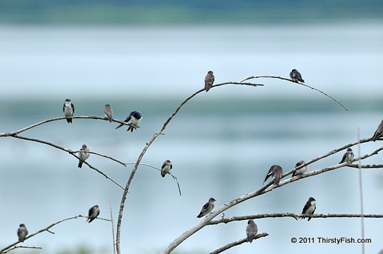 Tree Swallows