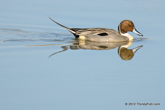 Pintail - Omnicide - Fermi Paradox