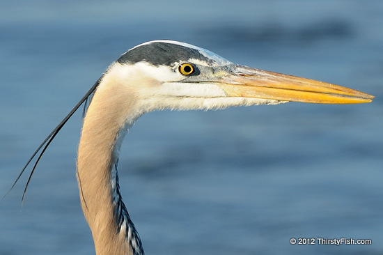 Blue Heron Portrait - Loan From Mother Earth