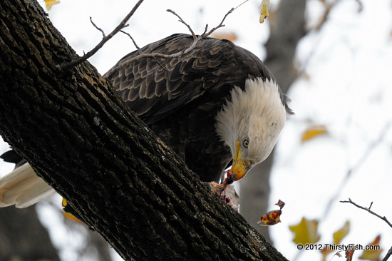 Bald Eagle; Lunchtime