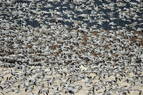 Snow Geese Blizzard at Middle Creek, Pennsylvania