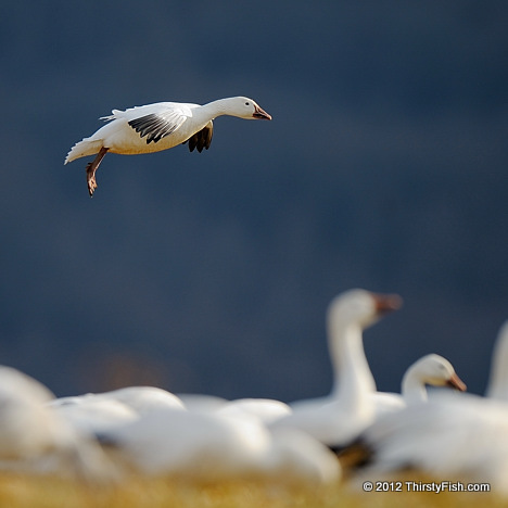 Snow Goose Landing