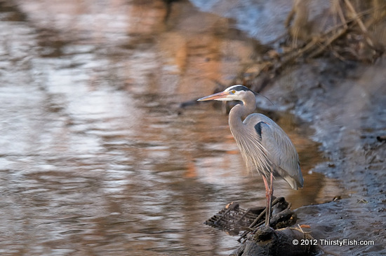 Blue Heron at Darby Creek