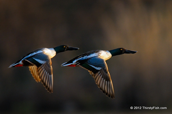 Northern Shovelers in Flight - Not Print-Worthy!