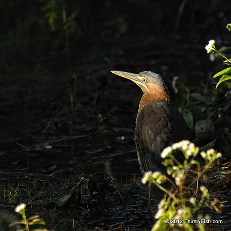 Green Heron Spotlight - Color