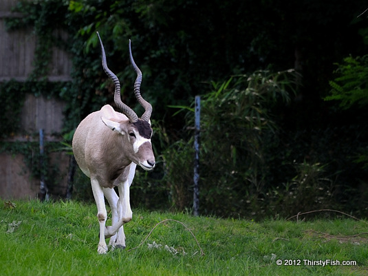 Philadelphia Zoo: Addax