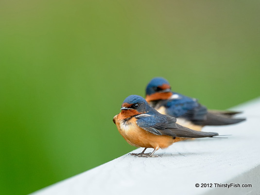 Barn Swallows