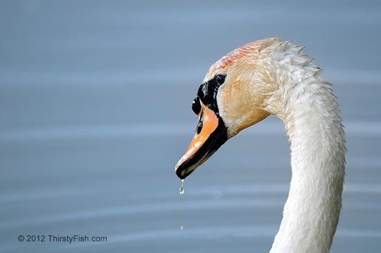 Mute Swan - Purity vs Idealization