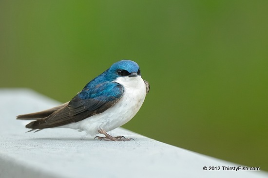 Tree Swallow