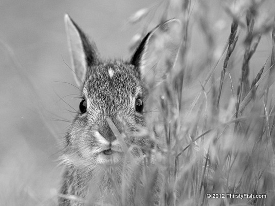 Eastern Cottontail Kit 