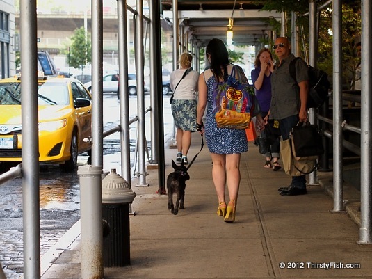 Dog Walking in DUMBO