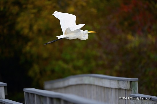 Great Egret In Flight