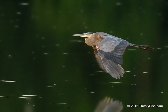 Blue Heron in Flight