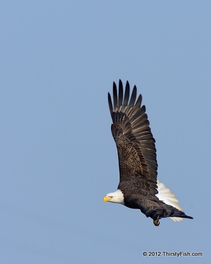 Conowingo Bald Eagle - The Susquehannock 