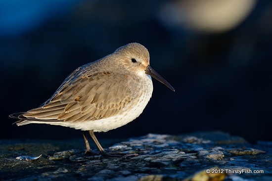 Dunlin At Barnegat Lighthouse State Park