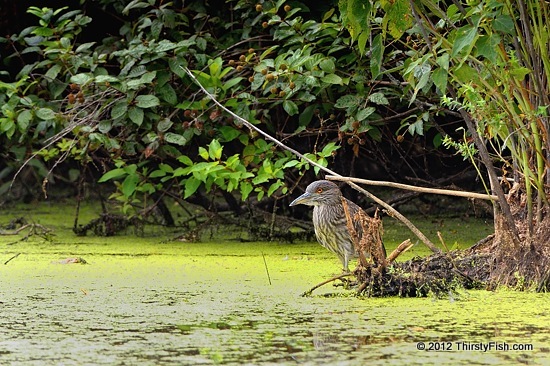 Juvenile Night Heron