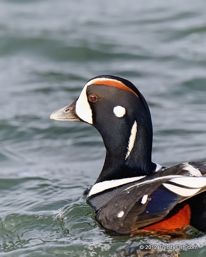 Harlequin Duck At Barnegat Light