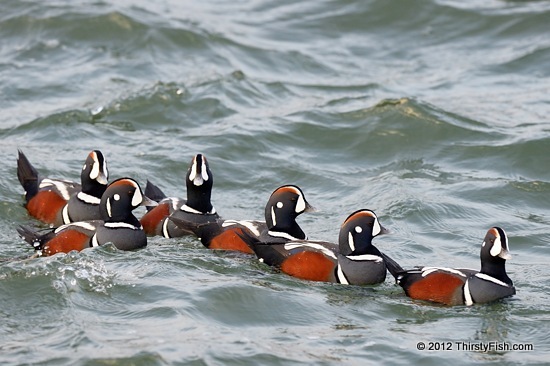 A Paddling of Harlequin Ducks - Saint Francis of Assisi