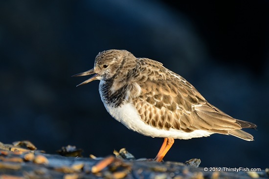 Ruddy Turnstone At Barnegat Light