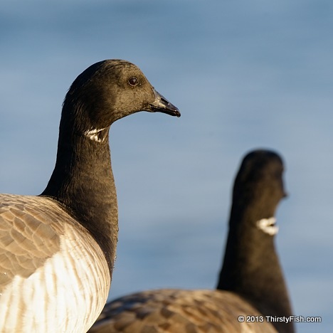 Atlantic Brant