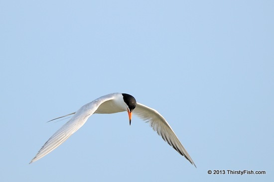 Tern Spots Prey