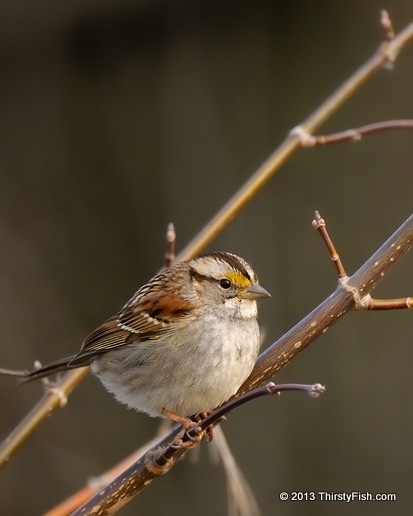 White-throated Sparrow