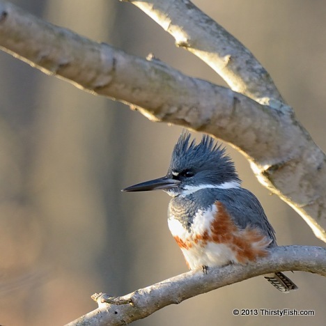 Female Belted Kingfisher