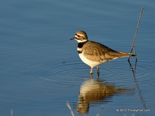 Killdeer