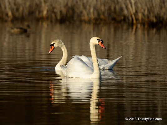 Swans Mate For Life?